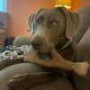silver_lab